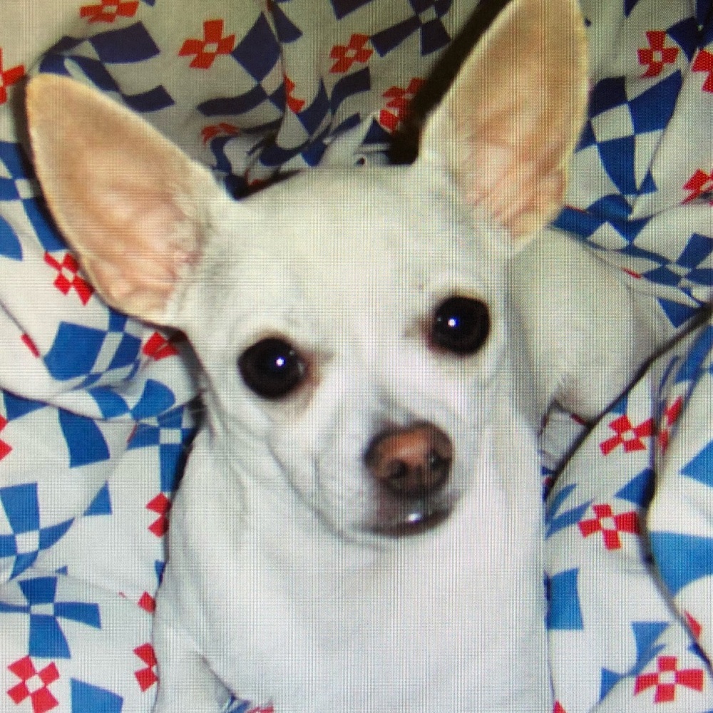 Meet your Posher, Star